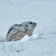 Illustration for article titled Lemming Suicide Is a Myth That Was Perpetuated by Disney